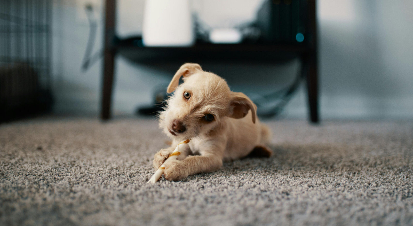 A dog laying on top of carpet flooring