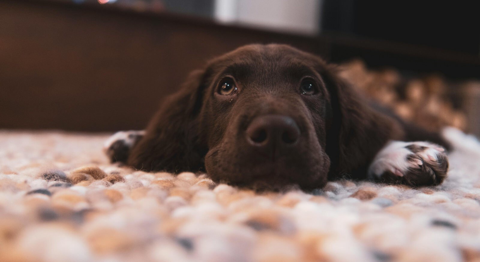 A dog relaxing on top of a carpet.